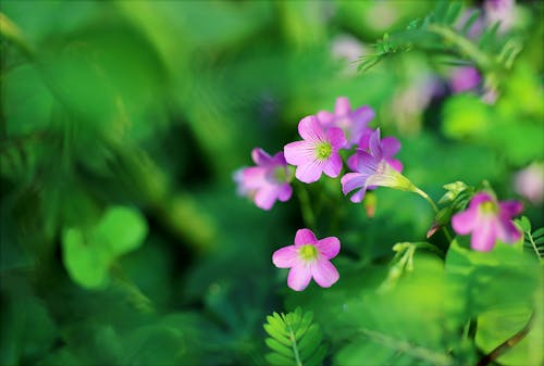 분홍색 꽃잎 꽃의 얕은 초점 사진