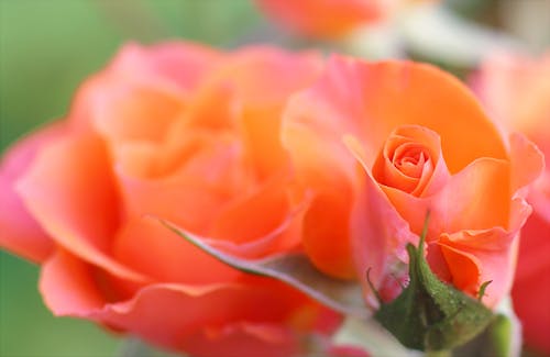 Free Orange and Pink Flower Stock Photo