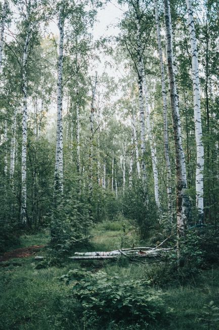 Tranquil birch forest scene showcasing lush greenery and natural wilderness.