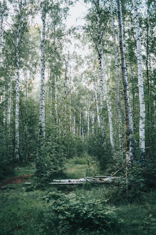 Free Tranquil birch forest scene showcasing lush greenery and natural wilderness. Stock Photo
