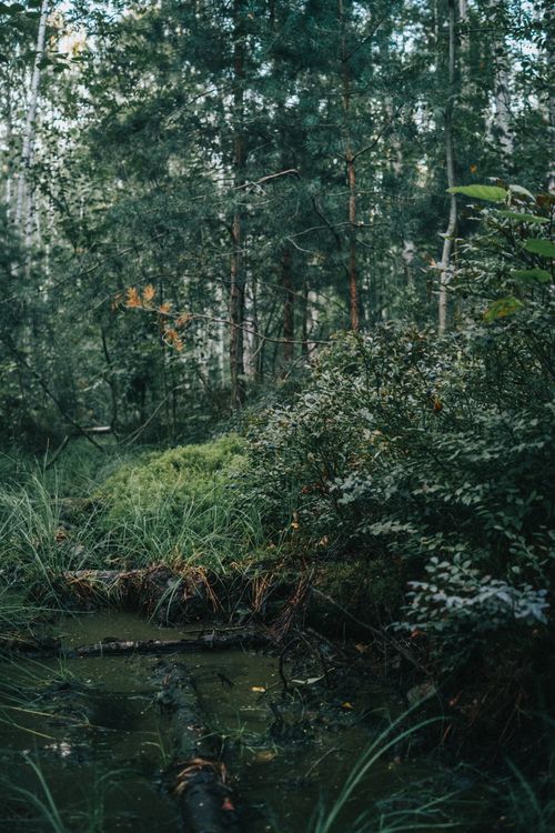 Free Captivating view of a lush, dense forest with a tranquil swamp and rich greenery. Stock Photo