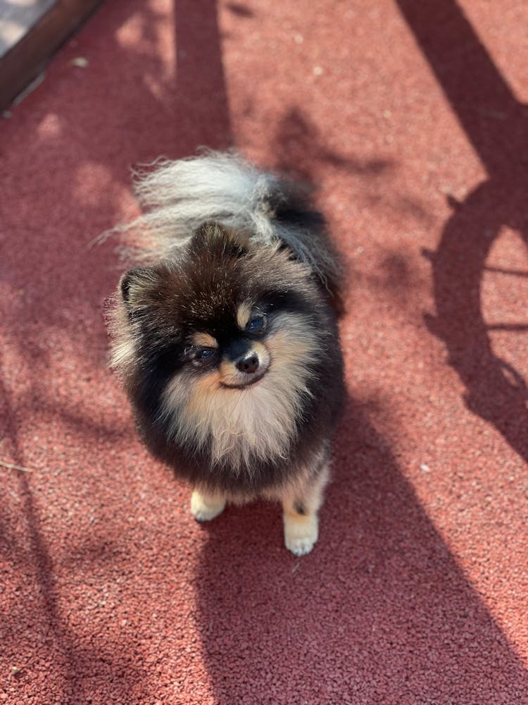 Black And White Pomeranian Puppy 