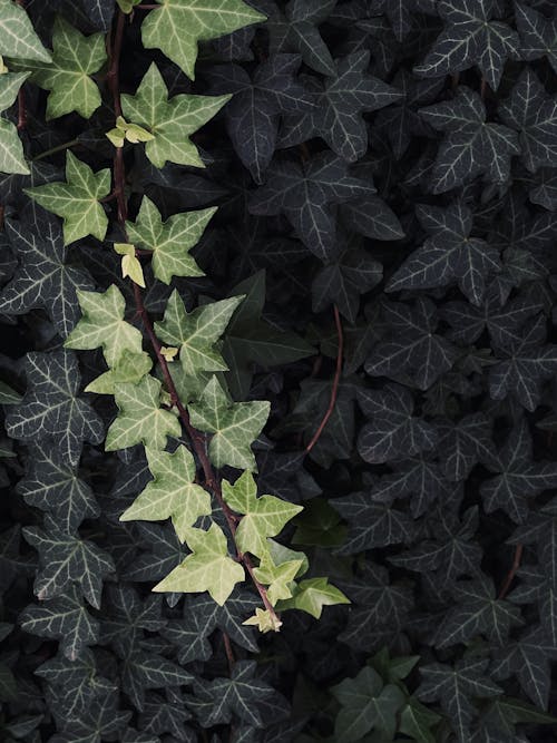 Free Leaves of Ivy Stock Photo
