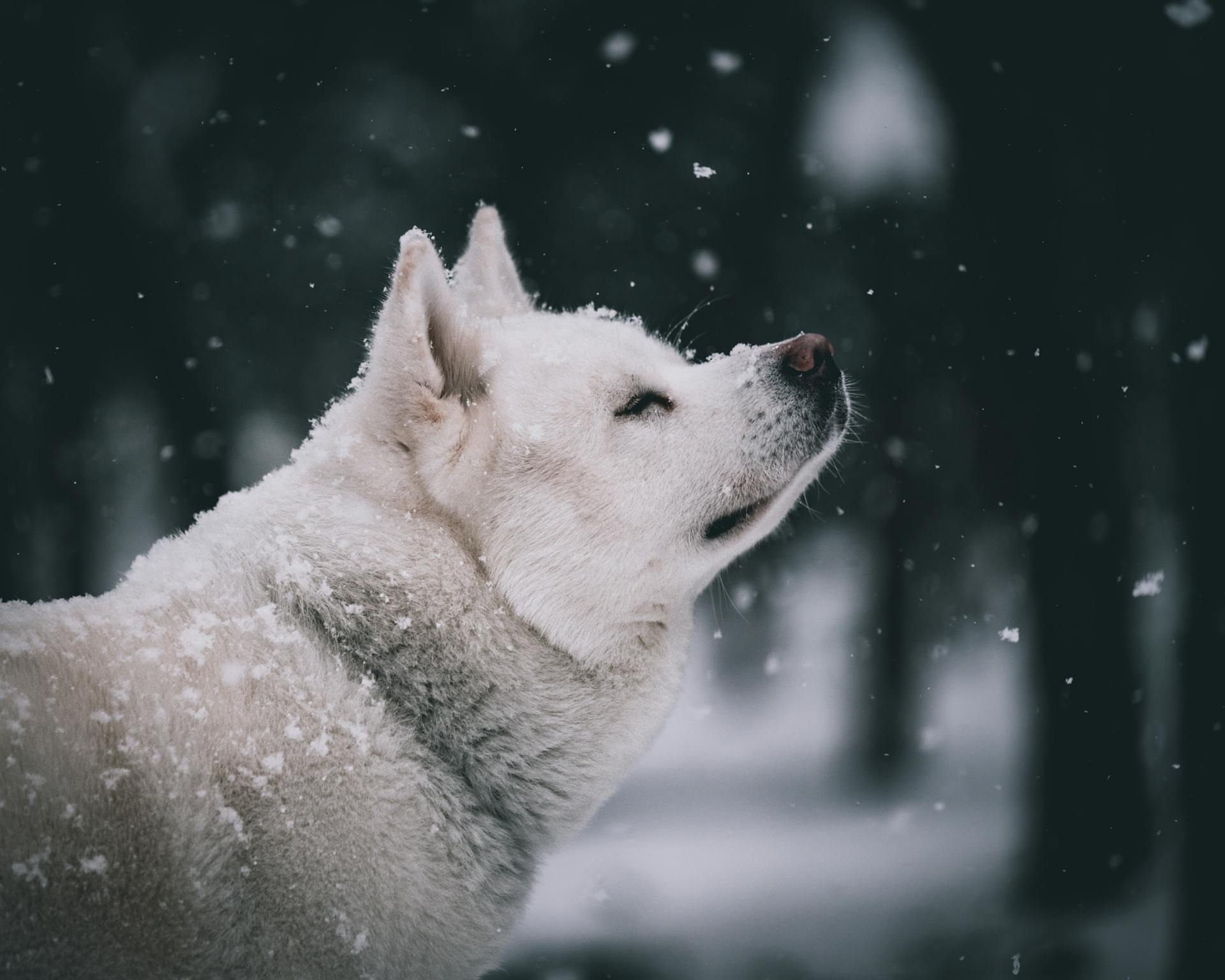 Close up of an Akita in the Snow