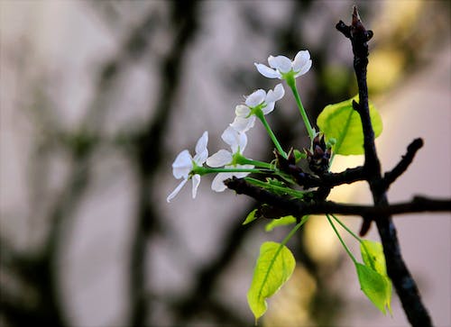 Beyaz Petaled çiçeğin Seçmeli Odak Fotoğrafı