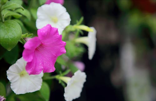 무료 분홍색과 흰색 꽃잎 꽃의 선택적 초점 사진 스톡 사진