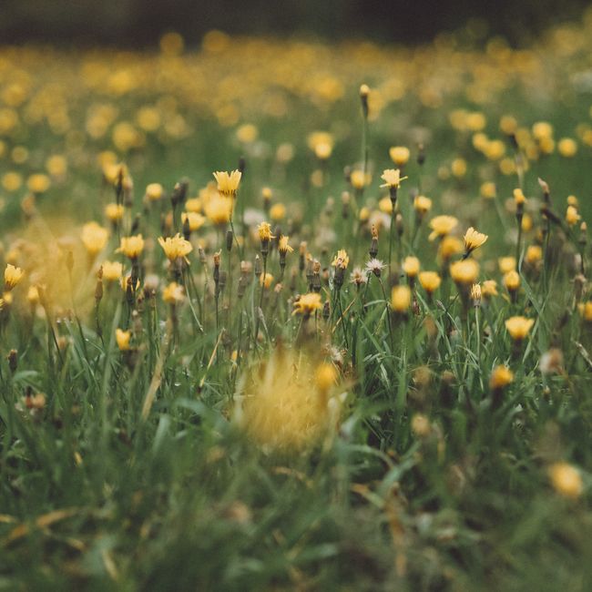 Explore the vibrant yellow dandelions blooming in a lush green field. Perfect for nature enthusiasts.