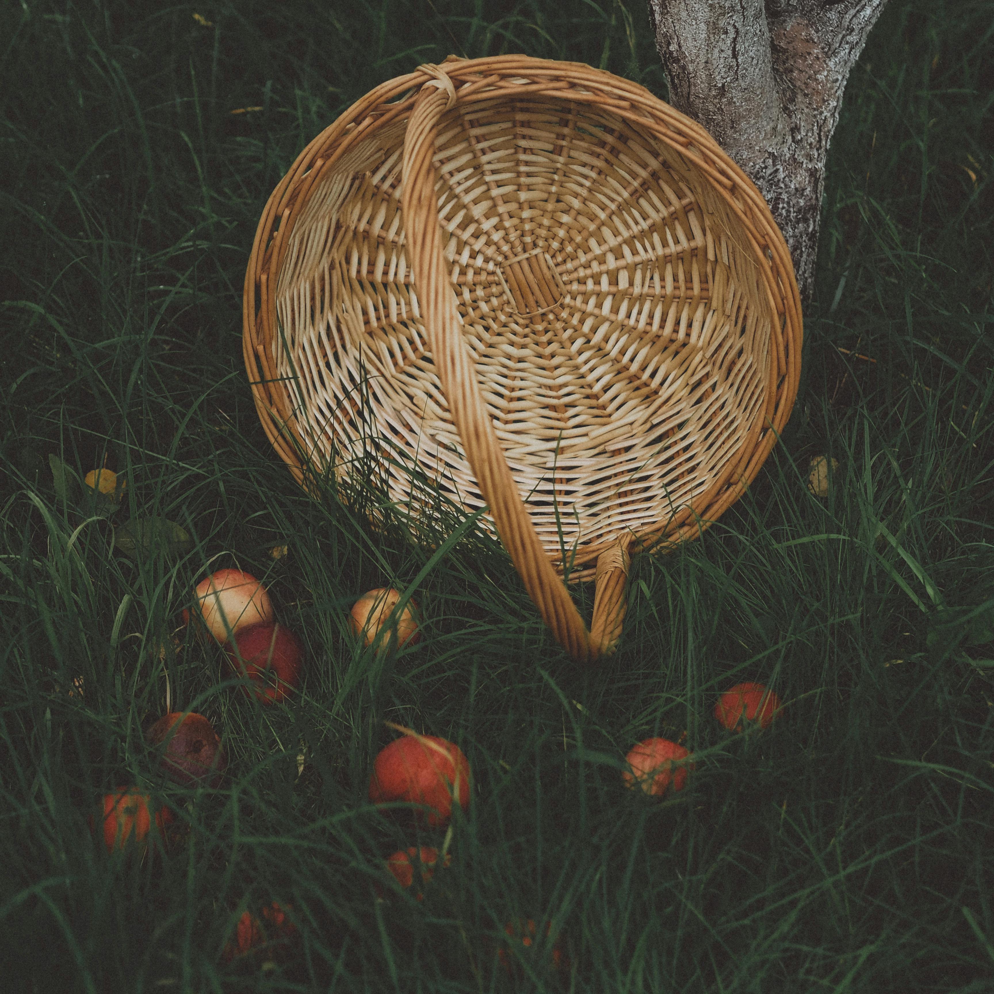 Ghid practic pentru înființarea plantațiilor de pomi și arbuști fructiferi