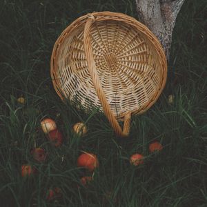 The empty basket on grass with fruit scattered around it. Photo by Nikolaeva Nastia on Pexels