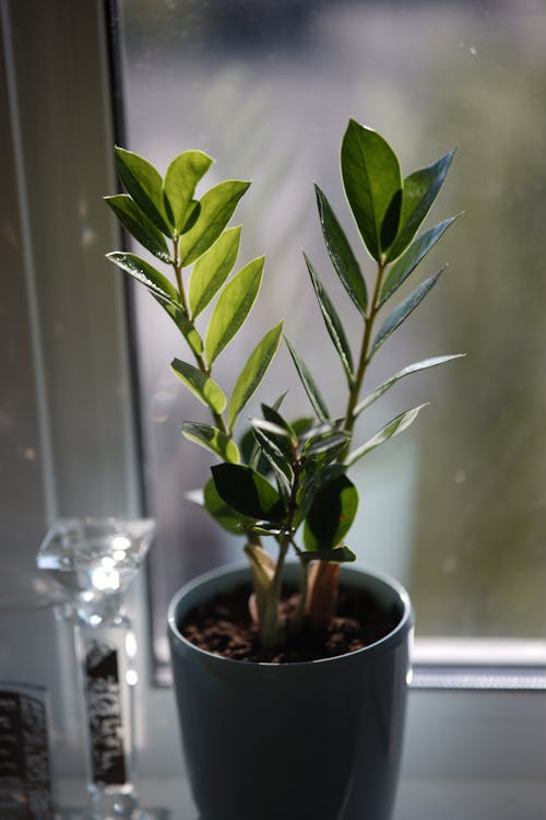 Plant on Windowsill