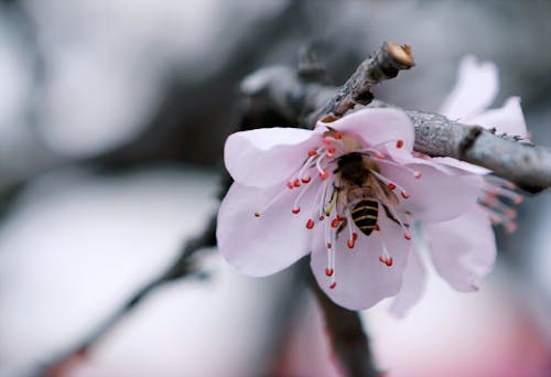 Безкоштовне стокове фото на тему «Бджола, вишневий цвіт, відділення»