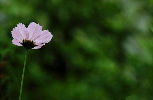 Fotografia Makro Różowy Kwiat Kosmosu