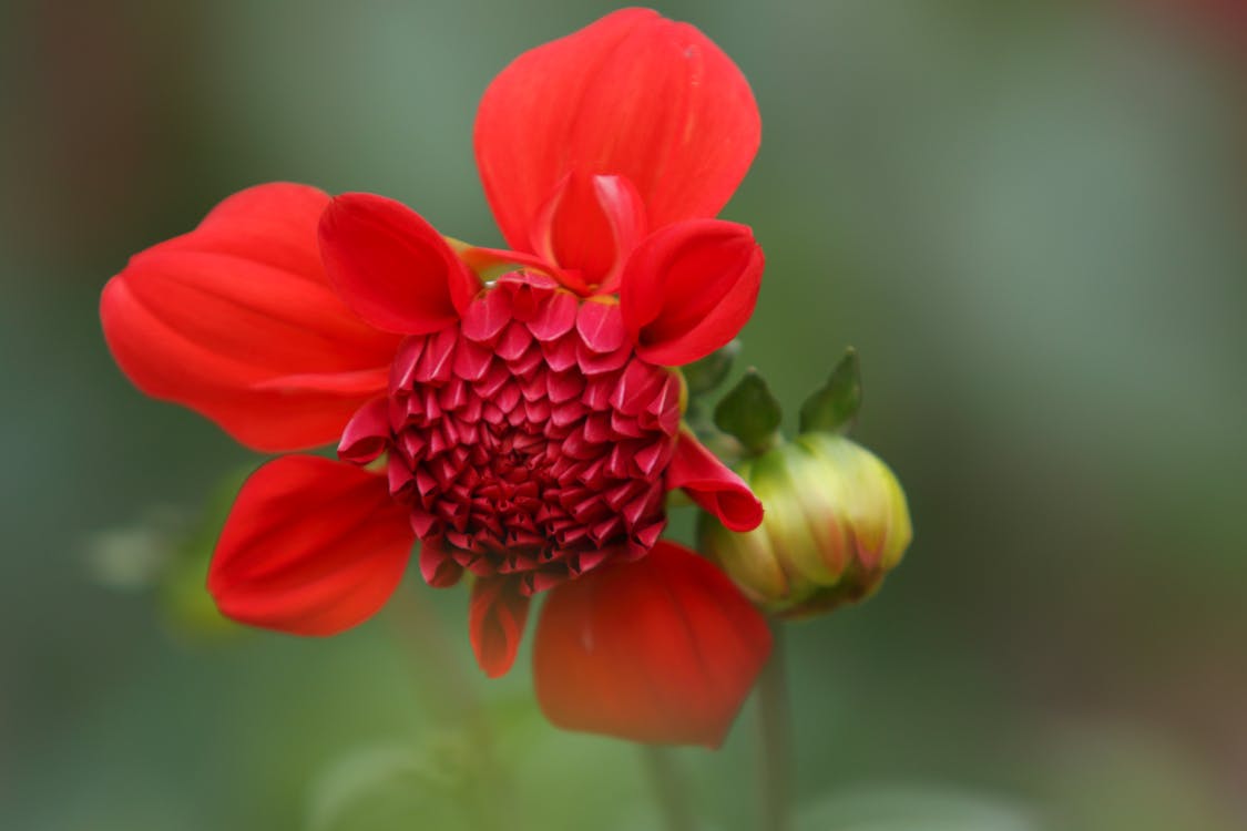 Selective Focus Photography Of Red Petaled Flower