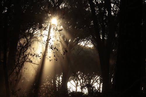 Free Sun Rays Peeking Through the Dark Forest Stock Photo