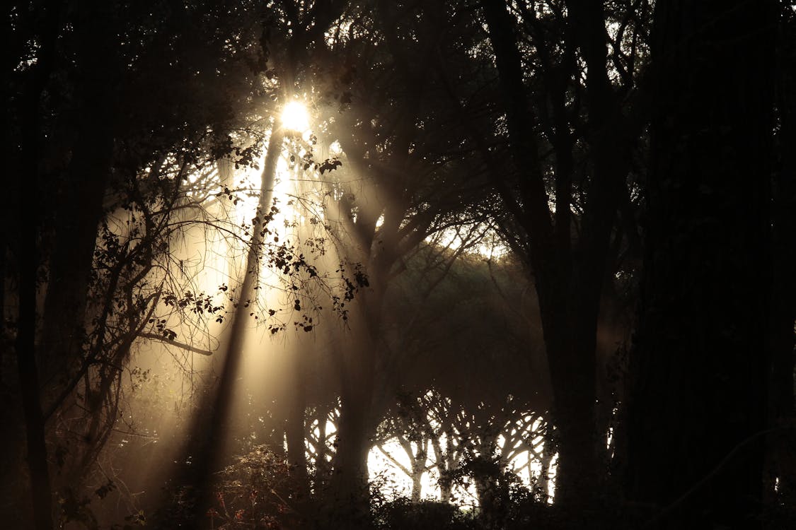 Foto d'estoc gratuïta de alba, arbres, boira