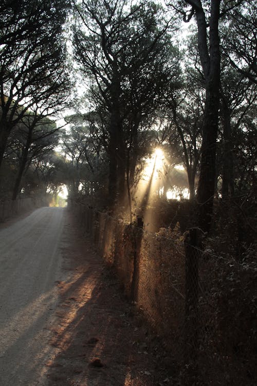 Rural Road in Sunrise Light