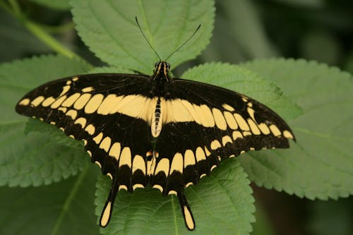 A Black and Cream Butterfly on Green Leaves in Macro Photography