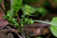 在户外自然环境中，绿色植物从地面发芽的宏观特写镜头