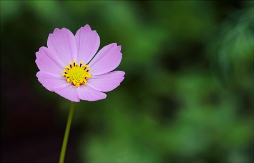 Free Close-up of a vibrant pink cosmos flower with a blurred green background, showcasing its delicate petals and bright yellow center. Stock Photo
