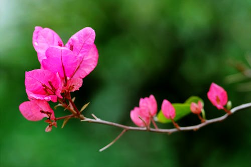 Free stock photo of hoa giáº y