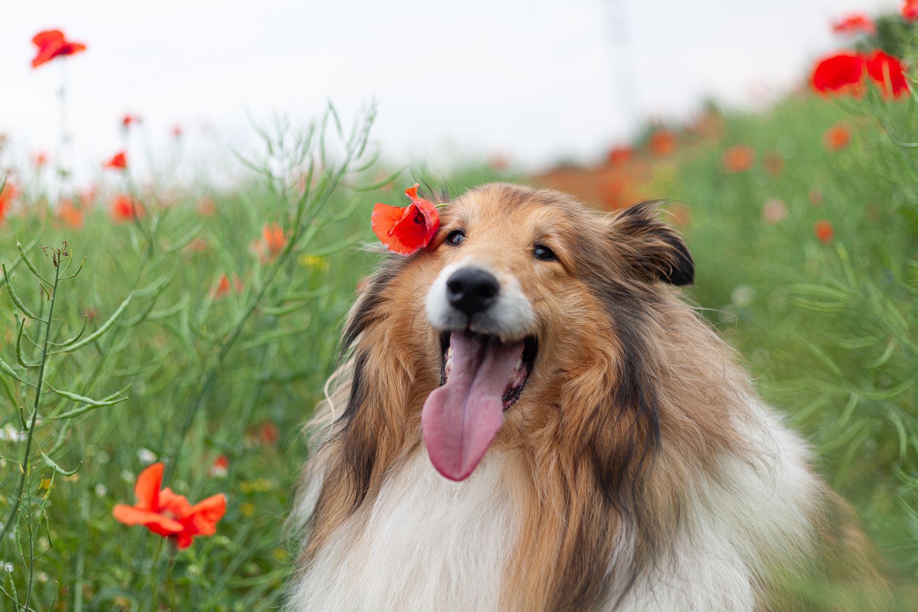 A joyful collie with its tongue out surrounded by vibrant red poppies in an outdoor field.