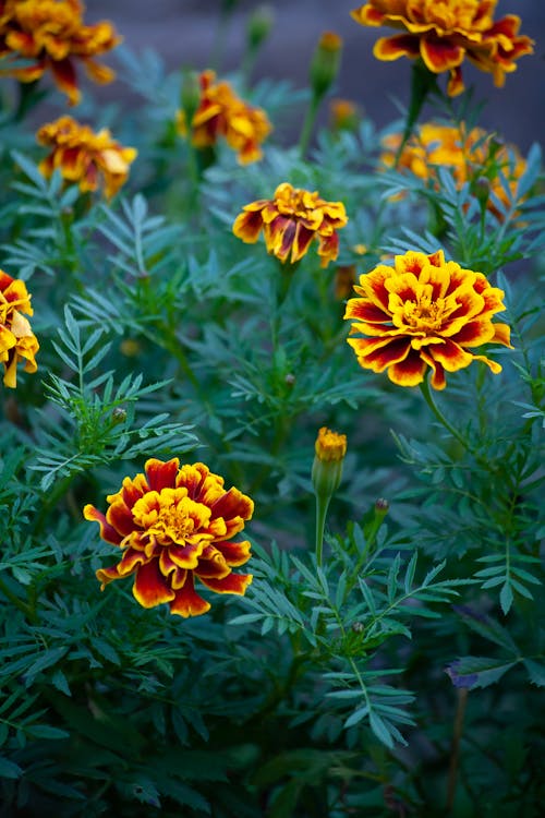 Orange Flowers With Green Leaves