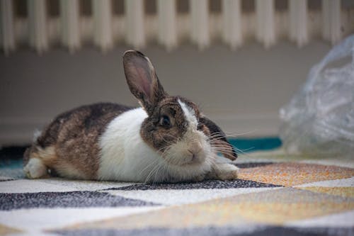 Free stock photo of bunny, carpet, chill