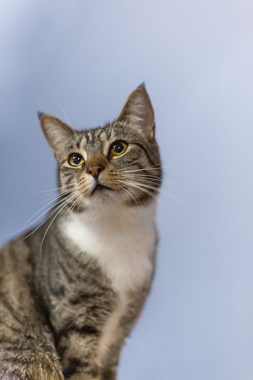 Photo of a Gray Tabby Cat