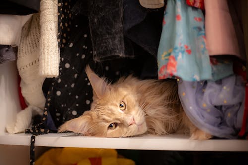 A Long Haired Cat Lying in a Closet