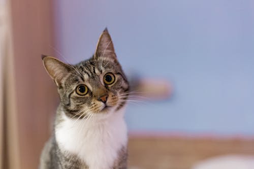 Close-Up Shot of a Cat 