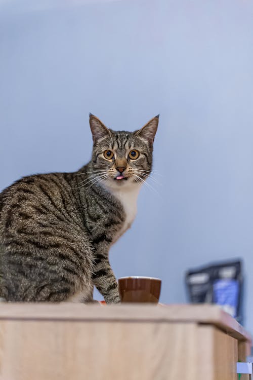 dikey atış, ev kedisi, Evcil Hayvan içeren Ücretsiz stok fotoğraf
