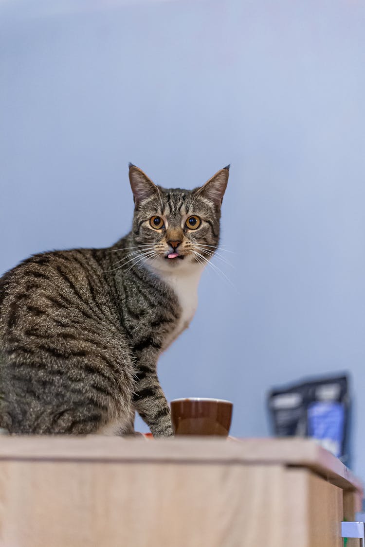 Cat On A Desk 