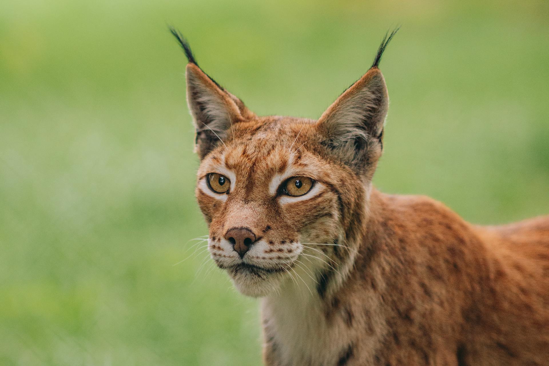 A Lynx with Pointy Ear Tufts