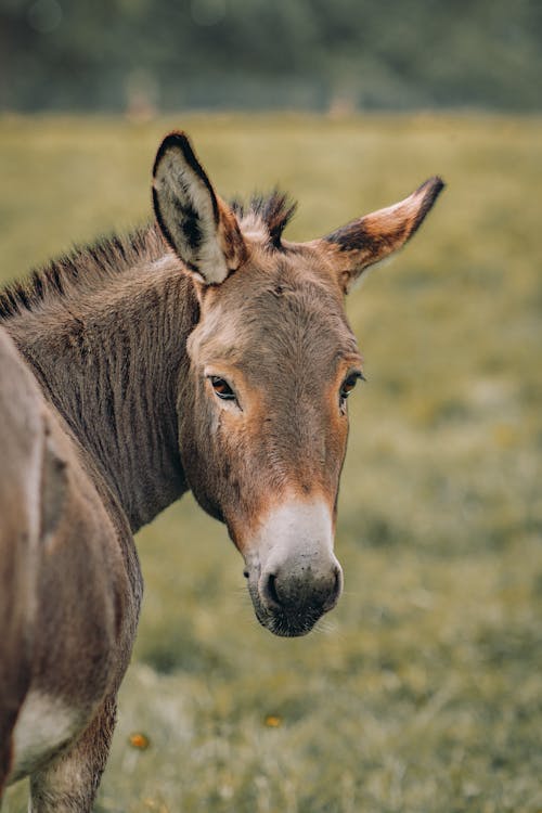Photos gratuites de âne, animal, animaux de compagnie