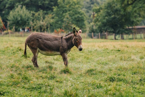 Donkey standing on grassy lawn