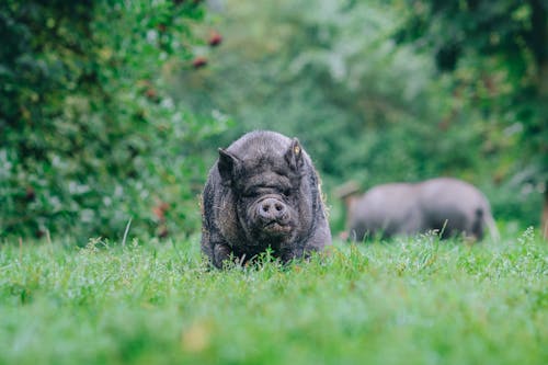 Pig with black fur looking at camera while standing on verdant grassy terrain
