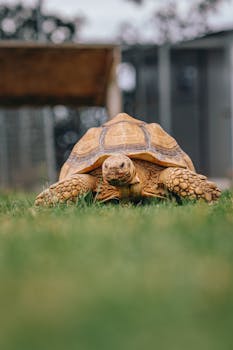 Close-up of a Sulcata tortoise in a grassy environment, showcasing its textured shell and natural habitat.