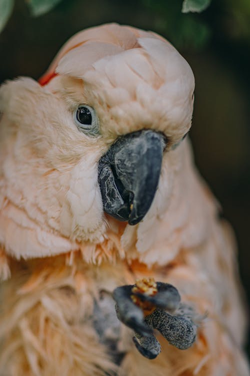 Free Parrot with yellow plumage looking at camera while holding walnut kernel in paw Stock Photo