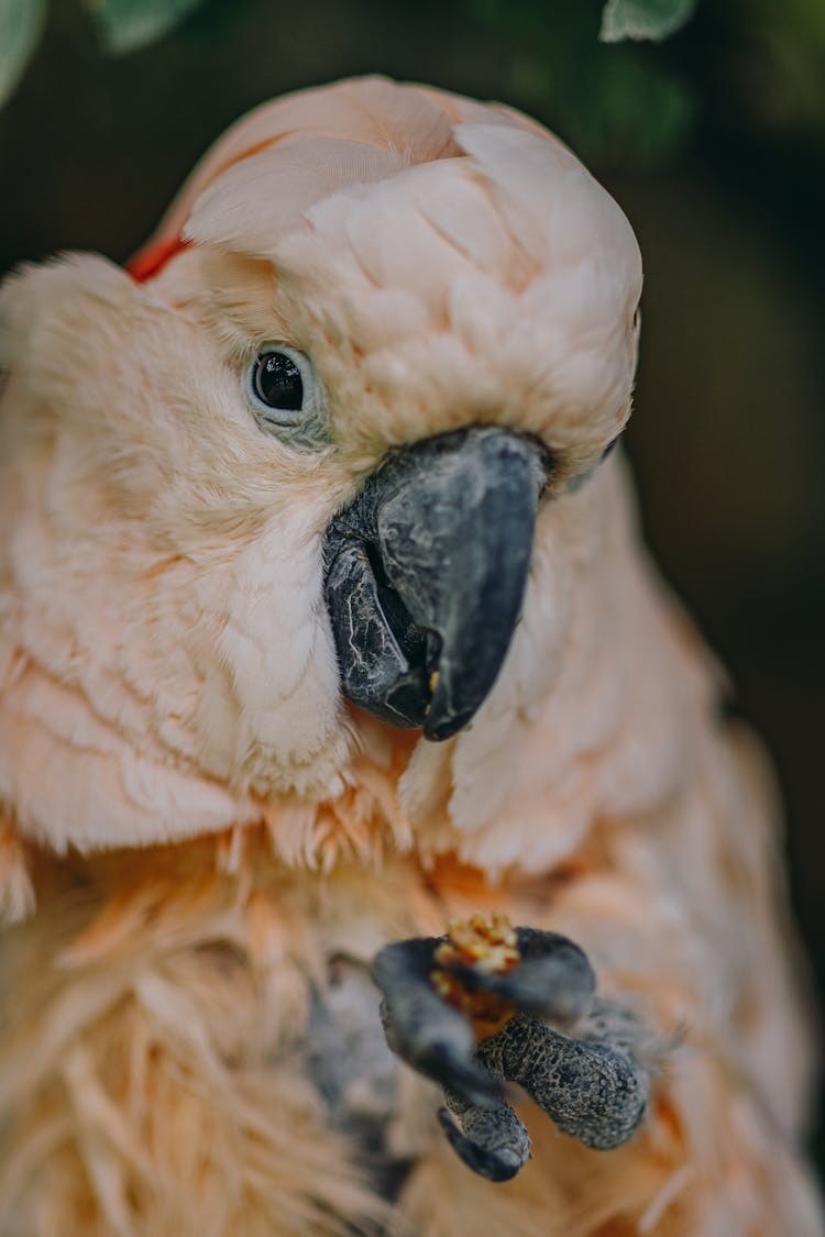 Yellow Parrot With Walnut Kernel