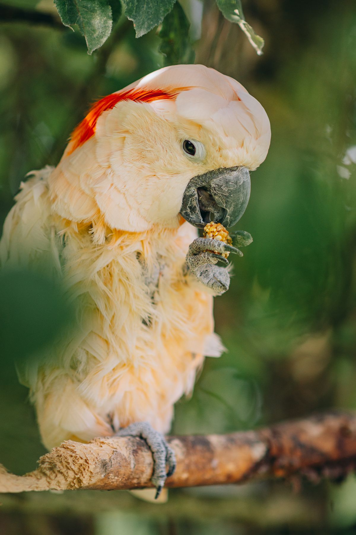 Cockatoo Photos, Download The BEST Free