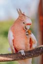Parrot with pink feather sitting on tree brunch and eating walnut on blurred background