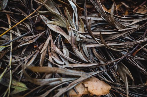 Free Detailed close-up of dry autumn leaves piled together outdoors in fall. Stock Photo