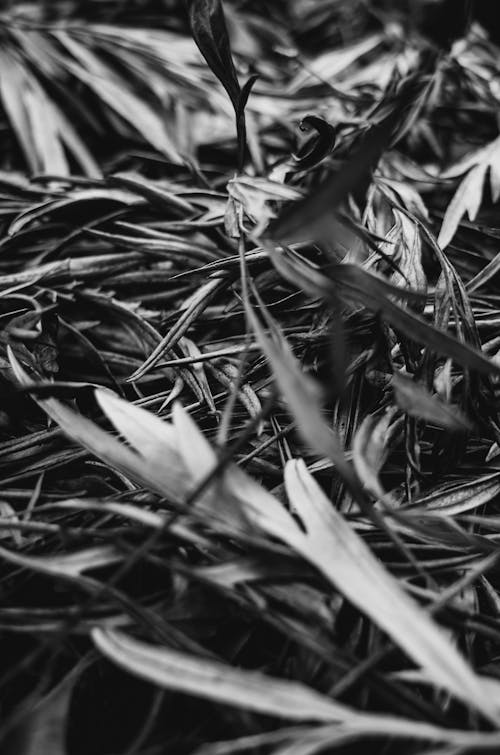 Grayscale Photo of Dried Fallen Leaves