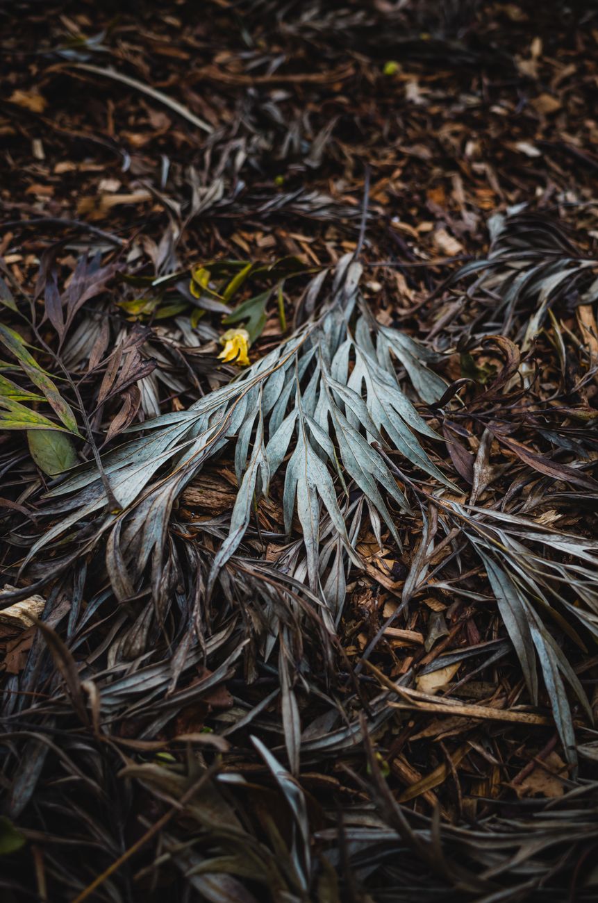 wilting plant dry soil under mulch, plant stress symptoms UK