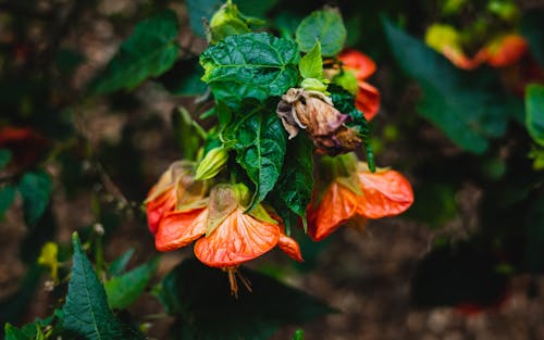 A Plant with Orange Flowers