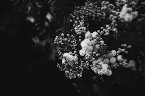 Foto d'estoc gratuïta de arranjament, blanc i negre, composició