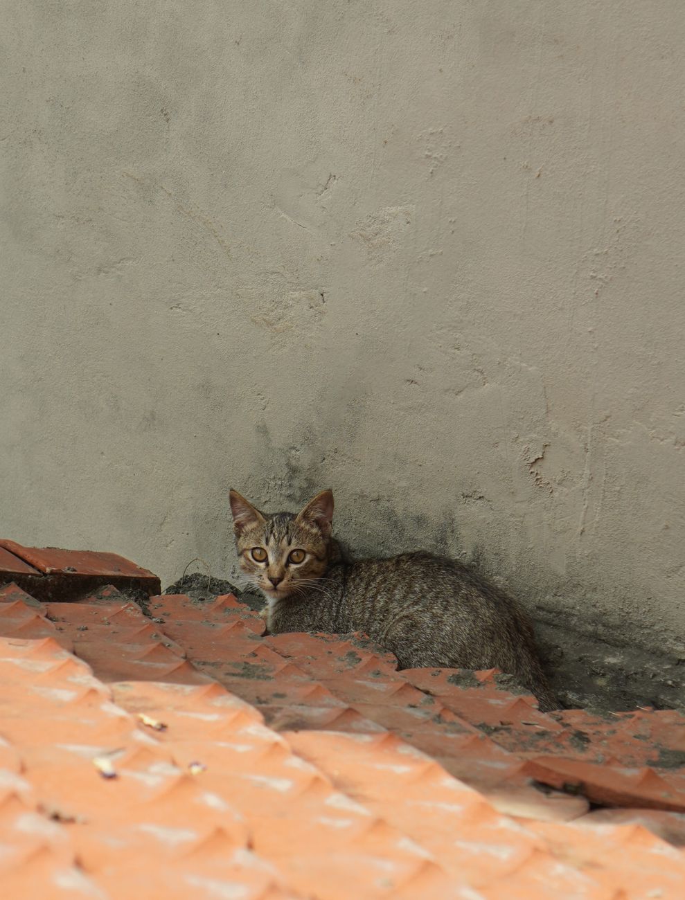 Propun înființarea unui adăpost județean pentru animalele fără stăpân (VIDEO)