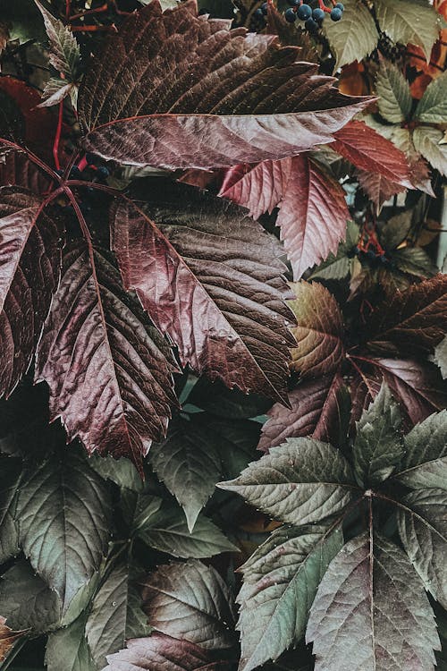Gratis stockfoto met detailopname, donkergroene bladeren, plant fotografie