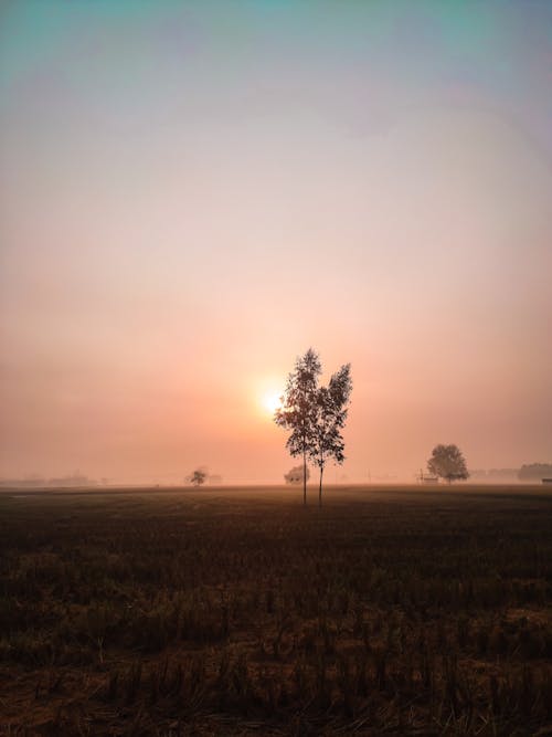 Безкоштовне стокове фото на тему «дерево, Захід сонця, імла»