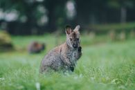 Close-up of a wild wallaby standing in green grass, looking at the camera during the day.